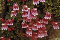 Umpqua NF - Penstemon at Fairview Mtn, OR 1979c. Original public domain image from Flickr