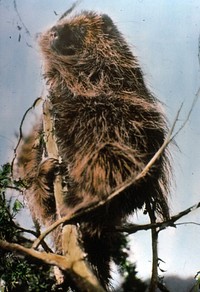 Porcupine, Fremont NF. Original public domain image from Flickr