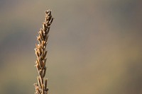 Wheat close up. Free public domain CC0 photo.