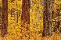 Fremont-Winema NF_Fall color at Rocky Point, Fremont-Winema National Forest. Original public domain image from Flickr