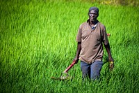 Smallholder Farmer. Feed the Future projects including USAID-FinGAP work to boost the livelihoods of rice, maize, and soy smallholder farmers in northern Ghana. USAID/Ghana. Original public domain image from Flickr