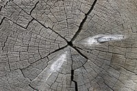 LOG BUTT DETAIL-UMATILLA, Umatilla National Forest. Original public domain image from Flickr