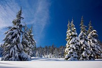 Winter at Mt Bachelor-Deschutes, Snow covered Forest at Mt Bachelor on the Deschutes National Forest in Oregon's Cascades. Original public domain image from Flickr