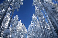 Snowy Forest on Mt Bachelor-Deschutes, View of Snow Covered Ponderosa Pine on the slopes of Mt Bachelor in the Deschutes National Forest in Oregon. Original public domain image from Flickr