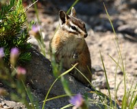 Chipmunk on Boulder-Unknown. Original public domain image from Flickr