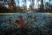 Maple leaf frost, early winter. Free public domain CC0 photo.