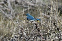 Mountain Bluebird on Ochoco National Forest : Mountain Bluebird on branch in the Ochoco National Forest. Original public domain image from Flickr