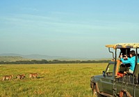 Cheetahs in the farm, farm buggy, wildlife in kenya. Original public domain image from Flickr