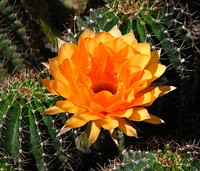 Orange cactus flower.