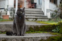 British shorthair black cat image, free public domain CC0 photo.