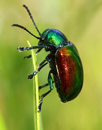 Dung beetle photo. Free public domain CC0 image.