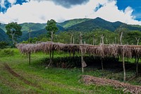 Nature landscape background, agriculture in the Philippines. Free public domain CC0 photo.