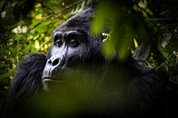 Gorilla's face closeup, wildlife background. Free public domain CC0 photo.