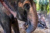 Elephant's face closeup, animal background. Free public domain CC0 photo.