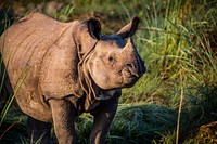 Rhino in grass field, animal background. Free public domain CC0 photo.