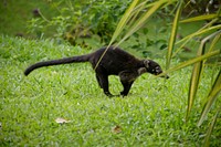 White-nosed coati. Original public domain image from Flickr