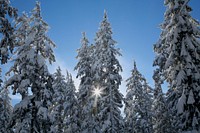 WINTER SCENE AT MT BACHELOR-DESCHUTES : Ponderosa Pine's covered in snow at Mt bachelor on the Deschutes National Forest. Original public domain image from Flickr