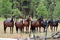 HERD OF WILD HORSES_LOOKOUT MOUNTAIN HERD-OCHOCOHerd of Wild Horses from the Lookout Mountain Herd on the Ochoco National Forest. Original public domain image from Flickr