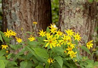 Woodland Sunflower. Free public domain CC0 photo.