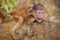 Baby monkey photo. Free public domain CC0 image.