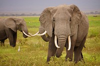 African elephant herd in teh serengeti. Free public domain CC0 photo.