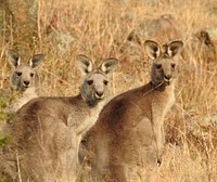 Eastern grey kangaroos.