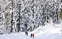 Mt. Hood Meadows on the Mt. Hood National Forest. Original public domain image from Flickr