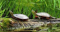 Turtles at Steigerwald Wildlife Refuge. Original public domain image from Flickr