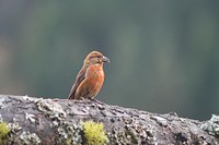 Red Crossbill on Branch, Wallowa-Whitman National ForestForest Service Photo. Original public domain image from Flickr