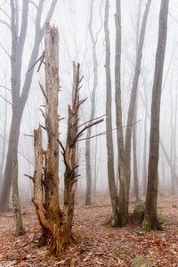 Old Snag, leafless forest. Free public domain CC0 photo.