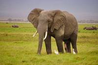 Majestic African elephant in wild. Free public domain CC0 photo.
