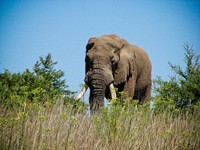 ADDO National Park. Original public domain image from Flickr