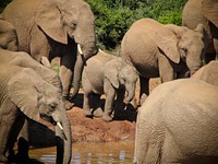 Herd of elephants at ADDO National Park. Original public domain image from Flickr