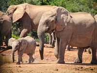 Herd of elephants at ADDO National Park. Original public domain image from Flickr