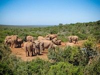 ADDO National Park. Original public domain image from Flickr