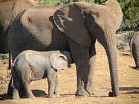 Herd of elephants at ADDO National Park. Original public domain image from Flickr