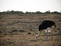Ostrich at ADDO National Park. Original public domain image from Flickr