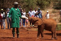 Veterinarian feeding baby elephant, Kenya - 28 March 2016