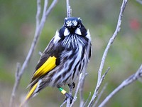 New Holland Honeyeater, bird photography. Free public domain CC0 image.