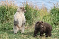 Brown bear cubs at Katmai. These cubs belong to bear Holly, who earned the nickname "supermom" after adopting an abandoned cub in 2014, Katmai National Park and Preserve. Photo by Leslie Richardson. Original public domain image from Flickr