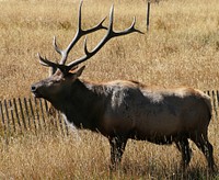 Bull Elk is standing in the field at Rocky Mountain National Park. NPS Photo/M.Reed. Original public domain image from Flickr