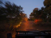 Game Drive at Night. Free public domain CC0 image.