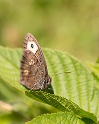 Wood Nymph Butterfly. Free public domain CC0 photo.