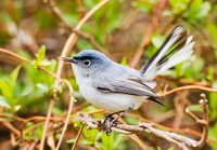 Blue-gray Gnatcatcher bird. Free public domain CC0 photo.