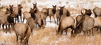 Crowed Elk in Rocky Mountain National Park, NPS Photo M.Reed. Original public domain image from Flickr