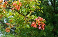 Maple tree in fall. Free public domain CC0 photo.