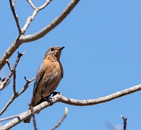 Female Eastern Bluebird, bird image. Free public domain CC0 photo.