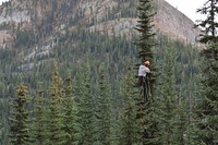 Andy Bryce was on Subalpine Fir, Olympic National Forest. Forest Service Photo by Andy Bryce. Original public domain image from Flickr