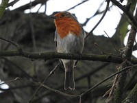 Robin bird in tree. Free public domain CC0 image.