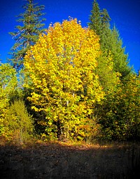 Big Leaf Maple in Autumn, Willamette National Forest-2. Original public domain image from Flickr